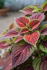 Bright plant Coleus blumei with colorful leaves