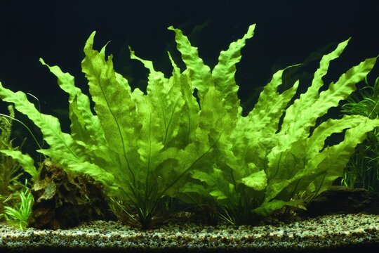 Java Fern: Aquatic Plant Cloning and Growth in Aquarium Environment