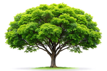 tree on white background real tree green leaf isolated white