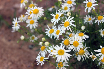 Obraz premium Bright white daisy flowers blooming in a sunny garden during the late spring season