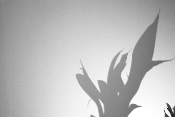 A white wall with a shadow of a tree shadow texture background