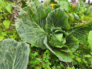 a poorly maintained cabbage garden