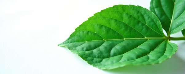 Obraz premium Large leaf with veins isolated on white sheet, leaf, botanical