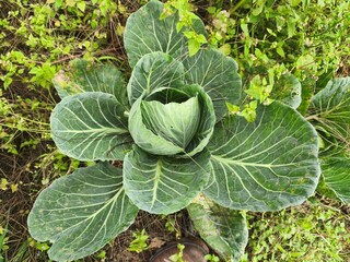 a poorly maintained cabbage garden