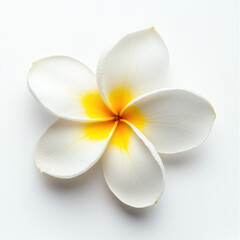 Close up of a single plumeria flower with five petals on white background
