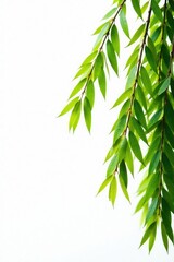 White background with isolated willow branches, willow branches, abstract, nature