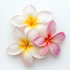 Fototapeta premium Arrangement of three plumeria flowers with white and pink petals
