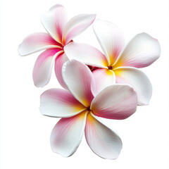 Fototapeta premium A close up of three plumeria flowers with pink and yellow accents bloom
