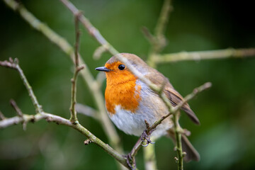 robin on a branch