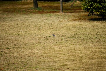 Little  bird on the dry grass in the park. Selective focus and small depth of field 