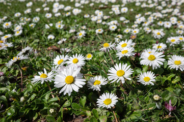 , Deutschland, Rheinland-Pfalz,  27.03.2025,  Nahaufnahme einer Wiese voller blühender Gänseblümchen bei Sonnenschein – Symbol für Frühling, Natur und Lebensfreude.
