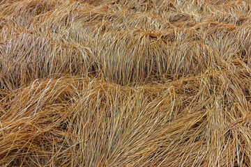 Lush yellow grass in the meadow. Fallen dry grass - natural background