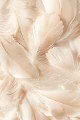 Fototapeta premium An artistic composition of soft and delicate white feathers arranged together