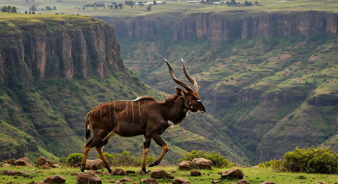 Ethiopian highlands mountain nyala majestic portrait amid rugged landscape