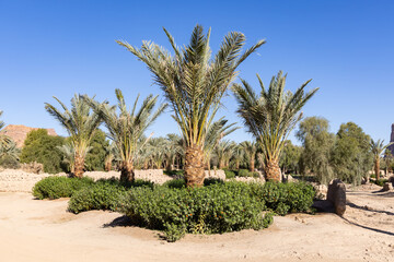 The oasis of Al Ula in Saudi Arabia