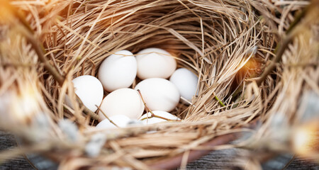 Fresh white chicken eggs outdoors in a straw nest.