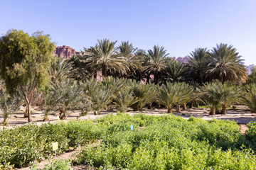 The oasis of Al Ula in Saudi Arabia