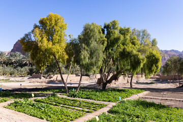 The oasis of Al Ula in Saudi Arabia