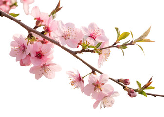 Obraz premium pink cherry blossom isolated