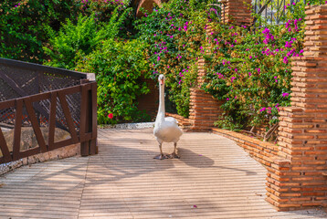 Marina d`Or wildlife in gardens Oropesa del Mar Spain tourist destination
