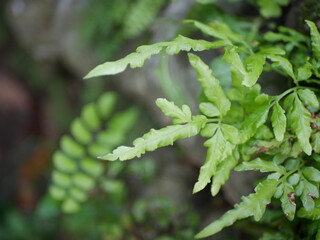 Polypodiophyta plants on the cliff