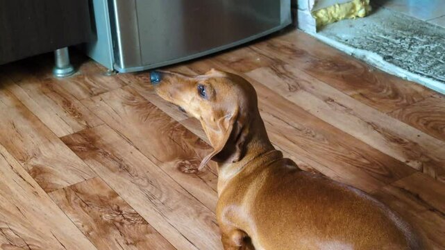 A brown dachshund sits on a wooden floor. A metal refrigerator and a piece of carpet are visible in the background. The dog looks away