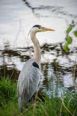 great blue heron ardea cinerea