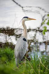 great blue heron ardea cinerea