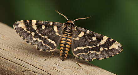 Intricate wing patterns of the peppered moth resting peacefully on the wood