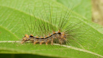 Caterpillar on green leaf. Focus selected