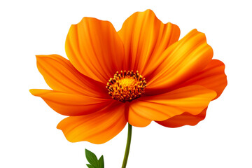 Obraz premium Vibrant orange flower bloom nature scene digital cut out