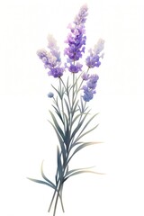 Obraz premium Lavender illustration flowers plant.
