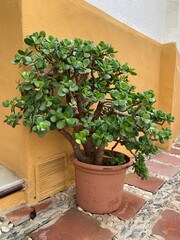 A large jade plant (Crassula ovata) in a terracotta pot against a yellow and white stucco wall in Marbella, Andalusia, Spain. The succulent thrives in the Mediterranean climate.
