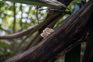 A close-up of a small, delicate fungus growing on a dark, weathered tree branch in a lush forest. Sunlight filters through the blurred green foliage, creating a soft, natural bokeh in the background