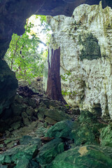 A rugged limestone cave with mossy rocks and a broken tree trunk bathed in dappled sunlight. Lush green ferns and vines grow along the textured rock walls, creating a mysterious jungle-like scene