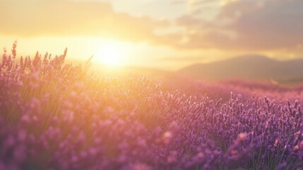 A blooming lavender field at golden hour, open sky above for text placement.