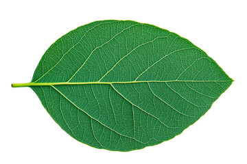 Close-up of detailed green leaf on black background, cut out