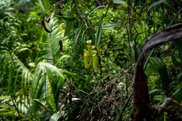 Tropical pitcher plants hanging among dense green jungle foliage in Raja Ampat