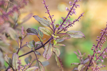 Closeup Thai holy basil, Sacred basil, Tulsi, Tulasi (Ocimum tenuiflorum) red variant