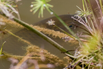 A freshwater common carp floating under the murky water of a pond near some papyrus plants, in a...