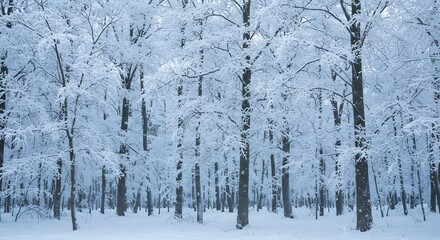 Serene Winter Forest Soft Light Snow Covered Trees. AI Generated