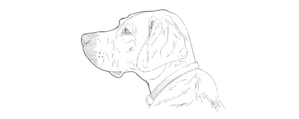 Transparent dolphin wireframe design exhibiting detailed line art of marine mammal structure.