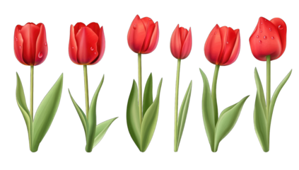 red tulips showcasing different stages and styles with some ador