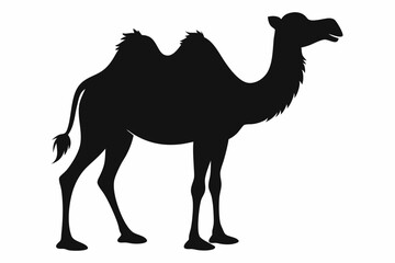 Bactrian camel black silhouette vector