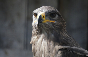 RAPACE