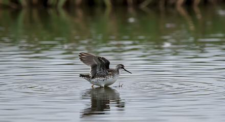 Fototapeta premium Phalarope's elegant dance: stirring the water, a quest for sustenance in nature
