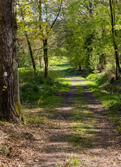 Fototapeta premium summer wild forest in germany with many green trees 