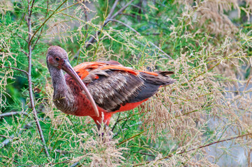 Scarlet ibis standing on branch with green leaves