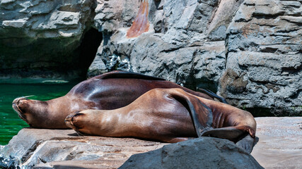 Two Sea Lions Relaxing on Rock by the Water