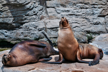 Two sea lions resting on a rock in a zoo habitat